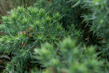 close up of plants