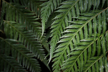 Green Leaves of Oriental Chain Ferns, Woodwardia orientalis Sw. in Dark Tone Color Natural Pattern Background