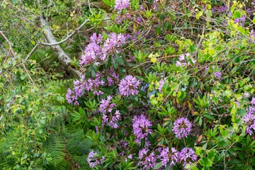 Obraz premium flowers in the garden