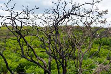 tree in the field