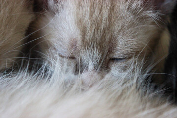 close up of a cat sleeping