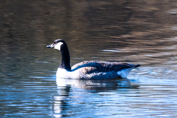 country goose swimming