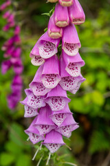 close up of flowers