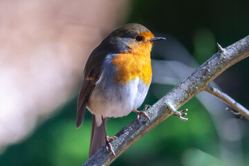 robin on a tree