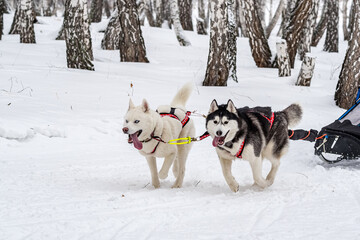 Husky and the Samoyed. Dog sledding Competitions