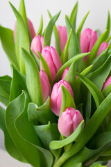 Tulipany różowe z zielonymi liśćmi zbliżenie na białym tle