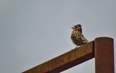 bird on a fence