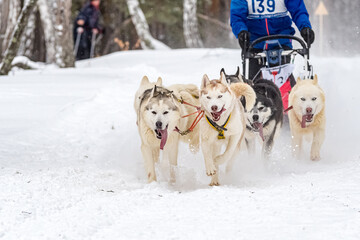 Husky and the Samoyed. Dog sledding Competitions