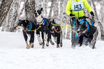 Husky and the Samoyed. Dog sledding Competitions