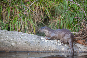 eurasian otter, lutra lutra, resting on river bank on branches during a sunny winters day in Scotland. - 417664485