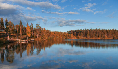 .trees with the colors of autumn in northern sweden
