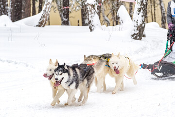 Husky and the Samoyed. Dog sledding Competitions