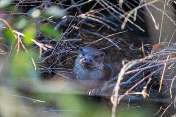 eurasian otter, lutra lutra, resting on river bank on branches during a sunny winters day in Scotland. - 417664804