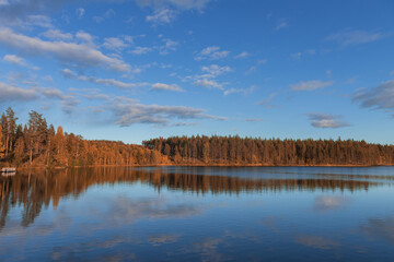 .trees with the colors of autumn in northern sweden