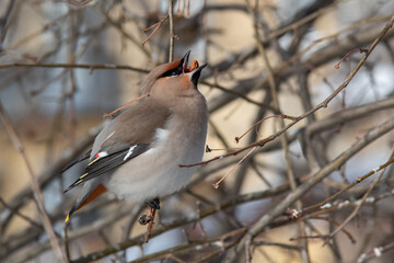 Bohemian Waxwing (Bombycilla garrulus) on a branch	