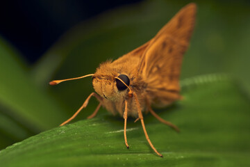 Orange moth perched on a green leaf