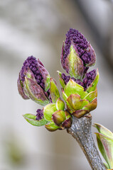 Lilac flower buds just emerging in springtime. Suggests rebirth and growth.