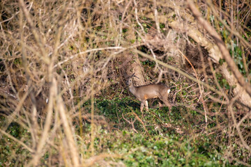 roe deer hinds and stag, Capreolus capreolus, moving within woodland  during winter in Scotland. - 417665251
