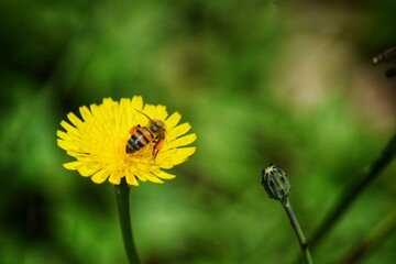 yellow dandelion flower