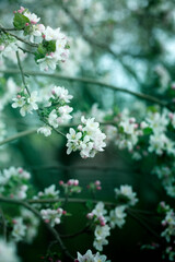 background with spring apple blossom. Blossoming branch in springtime Blooming apple tree in spring time.