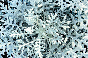 Dusty miller, Silver ragwort, Silver dust or Jacobaea maritima. Silver foliage background. Closeup. Top view.
