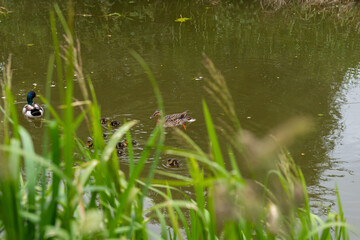 ducks on the river