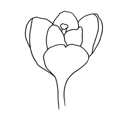Vector ilustration of crocus, great design for any purposes. Outline flowers. Greeting minimalistic card design. Art element.