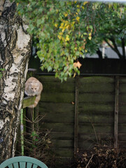 a light ginger cat sat on a garden fence