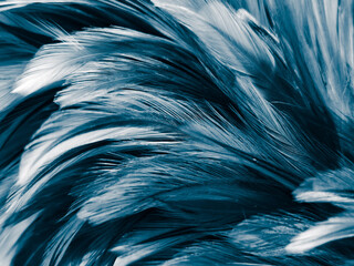 Beautiful abstract blue feathers on white background, black feather texture on blue pattern and blue background, feather wallpaper, blue texture banners, love theme, valentines day