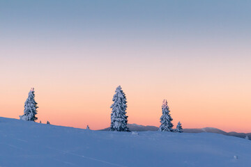 Snow covered spruce trees at colorful winter sunset in the mountains.