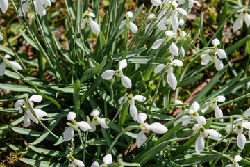 Obraz na płótnie Canvas Snowdrops: a bundle of wild white earliest spring flowers growing in the forest
