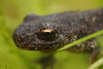 Closeup of the head of a Balkan crested newt , Triturus ivanbureschi against a green background 