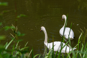 swan on the lake