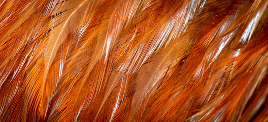 red and orange rooster feathers. background or texture