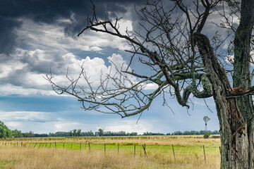 Old tree with stormy sky in a rural environment