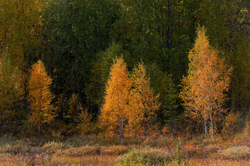Obraz premium .trees with the colors of autumn in northern sweden