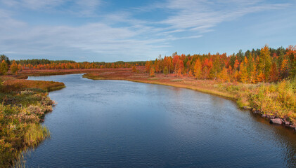 .trees with the colors of autumn in northern sweden