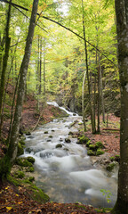 mountain creek in the autumnal forest