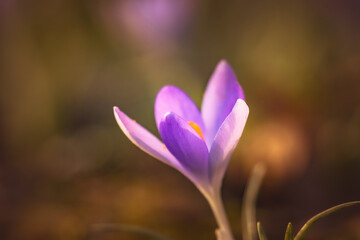 purple crocus flower