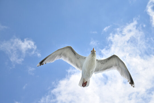 seagull in flight againts blue sky