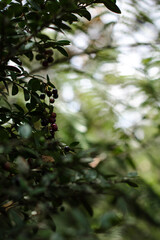 Fruta pequeña