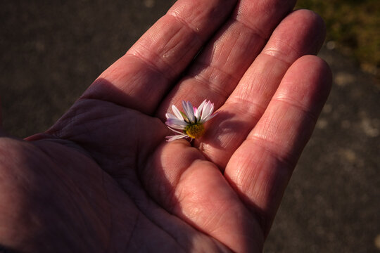 A Daisy in the Hand.