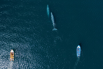 Boats chasing whales at La Paz, Mexcio