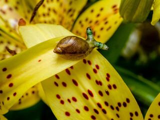 Green-banded broodsac a parasitic worm living in amber snail on yellow tiger lily petal © drserg