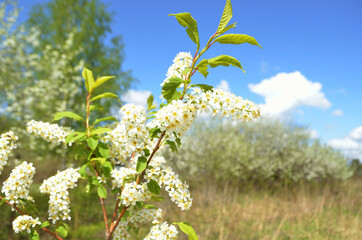 Bird cherry. flowers of the cherry blossoms in the background bloom on the spring day. Lots of white flowers. There is blue sky in the background. awakening of nature. Background. Copy space. Plant