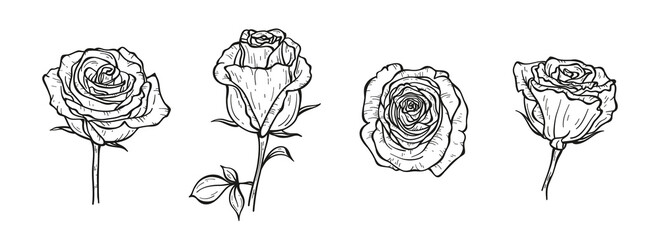 Roses Vector Floral Set. Hand drawn Sketch Rose Flower Buds. Summer Garden Flowers
