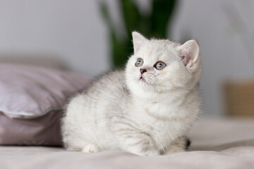 Fototapeta na wymiar Feline animal pet little british domestic silver tabby cat. Playful cute kitten