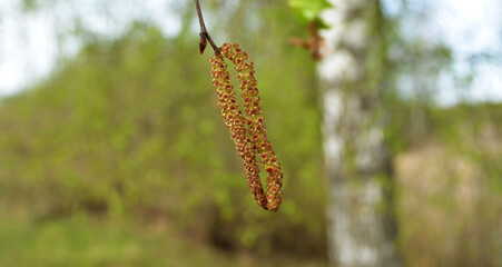 Buds of the birch tree. Birch buds against the background of a blurred forest. Birch earrings are located on the center. The background is blurred. Close-up. A place for text. Copy space