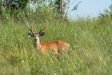 Marsh deer adult male with horns, grazing in green field with tall grass