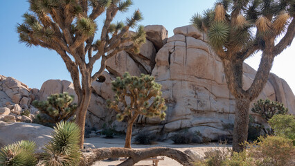Joshua Tree National Park